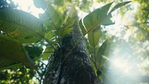 Tropical trees and plant life in the rainforest jungles of Costa Rica