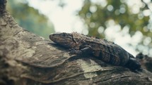 Large lizards in the rainforest jungle of a tropical country 