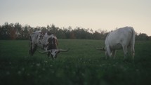 Cows Grazing In A Field
