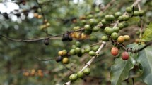 coffee beans on branches 