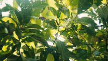 Tropical trees and plant life in the rainforest jungles of Costa Rica