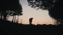 Silhouette Of A Calf At Sunset