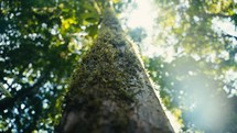 Tropical trees and plant life in the rainforest jungles of Costa Rica