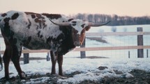 Texas Longhorn Cow In Winter