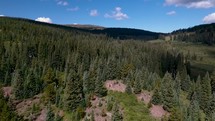 Colorado forest 