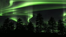 Swirling Green Aurora Borealis over silhouetted trees