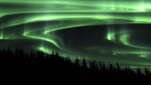 Aurora Borealis moving across the night sky above a coniferous forest 