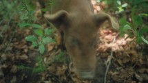 Pig Rooting In The Woods