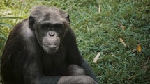 Close Up View Of Chimpanzee Sitting On Grass Field In Wildlife Reserve	