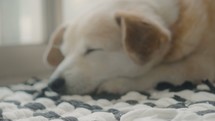 dog sleeping on a rug 