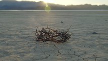 crown of thorns on dry land 