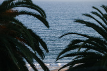 palm trees and ocean view 