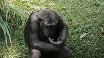 Portrait Of A Relax Chimpanzee Sitting On Green Grass. Close up	
