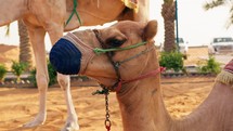 African Camel Ready For Sightseeing Trip