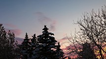 Sunrise over winter trees