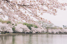 Cherry Blossoms in Washington DC 