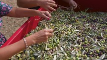 Growers Remove Leaves from Olives After Harvest