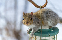 squirrel on a bird feeder 