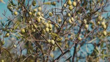 Olive fruit on the tree in Calabria region, Italy
