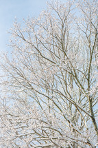 Snow covered tree branches with blue sky background