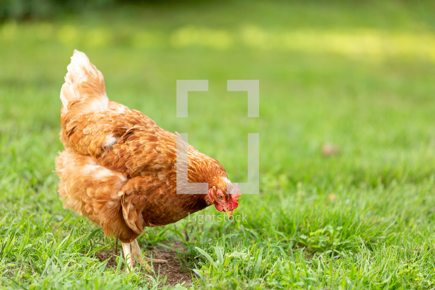 hen pecking around in grass
