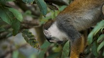 Common Squirrel Monkey Looking Down From A Tree In The Forest. close up	