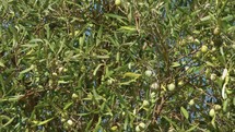 The branches of olive in Calabria region
