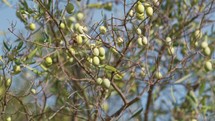 Olive Mediterranean Fruit In Calabria region