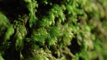 Moss on the tree of Aspromonte national park in Calabria, Italy