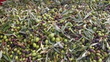 Olives ready for the mill in Calabria, tradition of oil