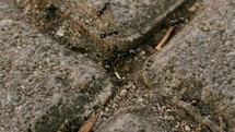 Ants on gravel, macro