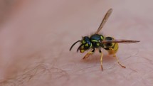 Wasp on caucasian human skin