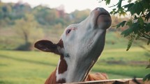 Cow eating leaves from a tree. Feeding cattle in a field. Farm animal in agriculture rural setting 4K video	
