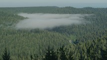 Clouds hang over Northern California forest