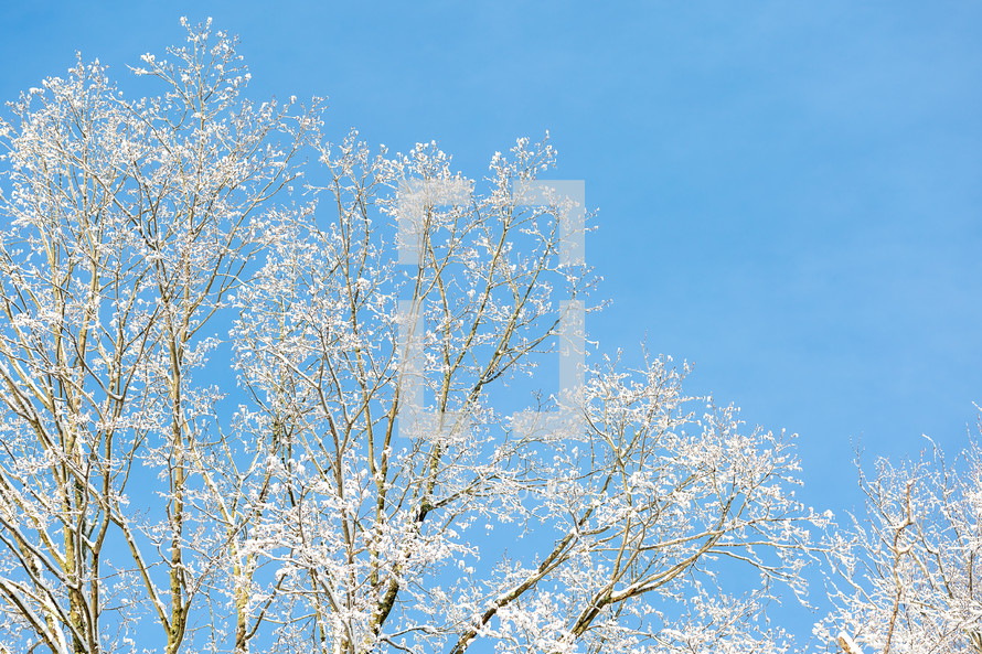 Treetops covered with snow under clear blue sky