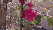 fuchsia flowers on a vine 
