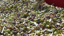 Agriculture collecting Olive for Oil production In Calabria