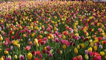 tulips in Amsterdam 