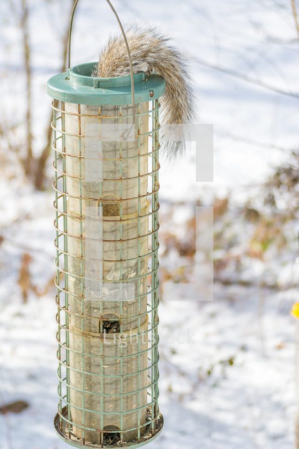 squirrel in a bird feeder 