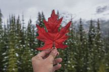 a person holding up a red leaf in front of a forest 