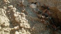 Ants Come Out Of An Anthill