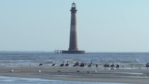 Pelicans and seagulls on the beaches of South Carolina during sunrise