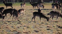 A Herd of Fallow Deer in Parkland Early on a Frosty Morning, Ireland