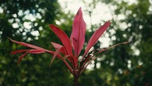 Tropical trees and plant life in the rainforest jungles of Costa Rica