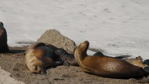 Sea Lion Pup Feeding On Mother Milk In The Beach At Peninsula Valdes, Patagonia, Argentina. Close-up Shot	