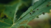 Large ants crawling around and eating a tropical plant 