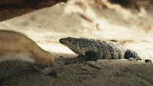 Large lizards in the rainforest jungle of a tropical country 