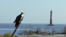 A small shark swimming past a Great Blue Heron in the  Atlantic Ocean Coast of South Carolina during sunrise 