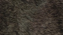 Animal and wildlife macro fur textures