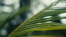 Tropical trees and plant life in the rainforest jungles of Costa Rica